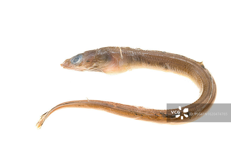 康吉鳗图片素材