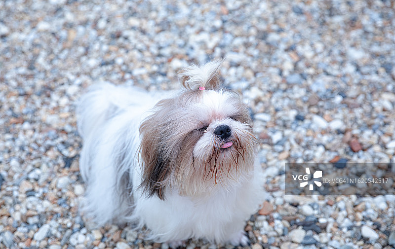 可爱的西施犬图片素材