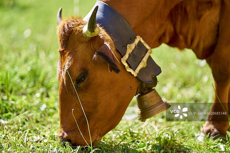 博福坦地区奶牛的肖像图片素材