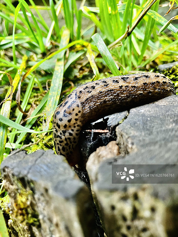 豹纹蛞蝓图片素材