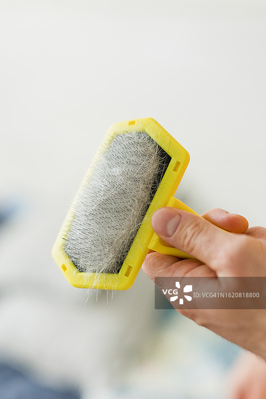 男人拿着带有毛发的宠物刷图片素材