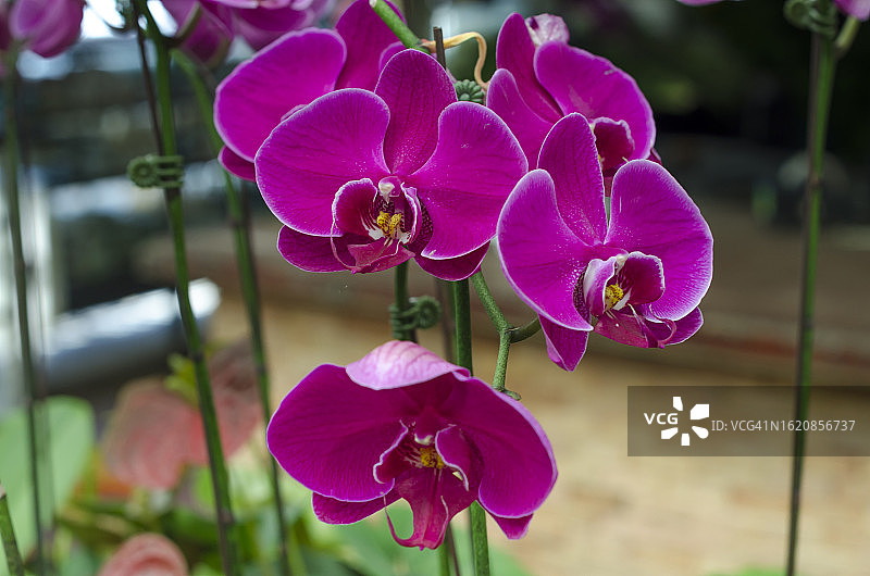 盆栽中美丽的粉色兰花图片素材