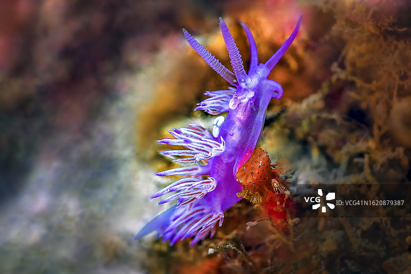 粉色科瑞菲拉海蛞蝓图片素材