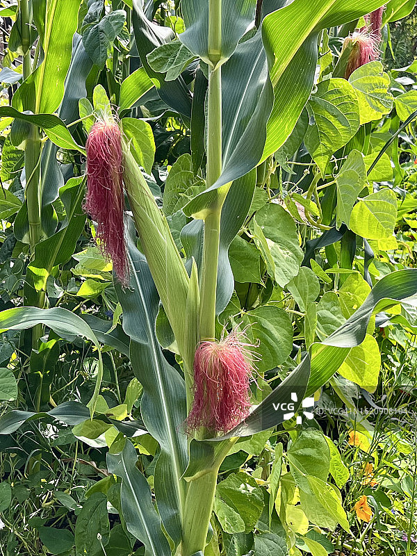 玉米生长图片素材