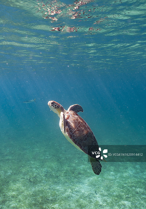美属维尔京群岛圣约翰热带加勒比海盐池海滩上的绿海龟图片素材