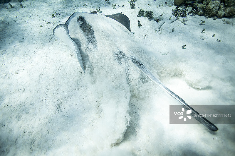 隐藏在沙中的鳐鱼游走图片素材