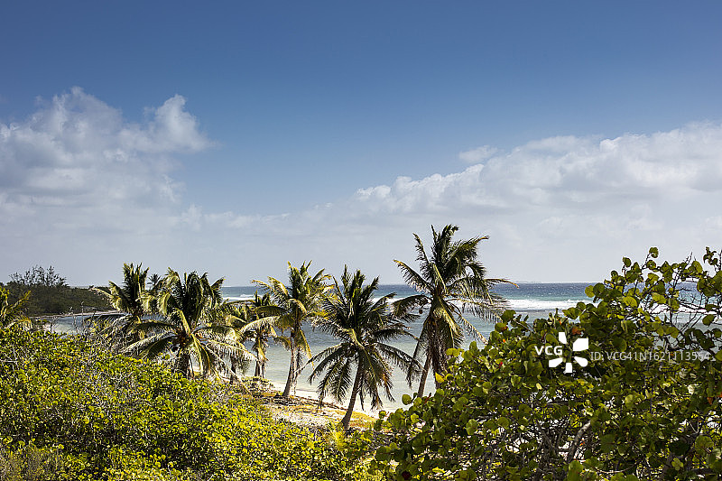 前景中的棕榈树与加勒比海图片素材