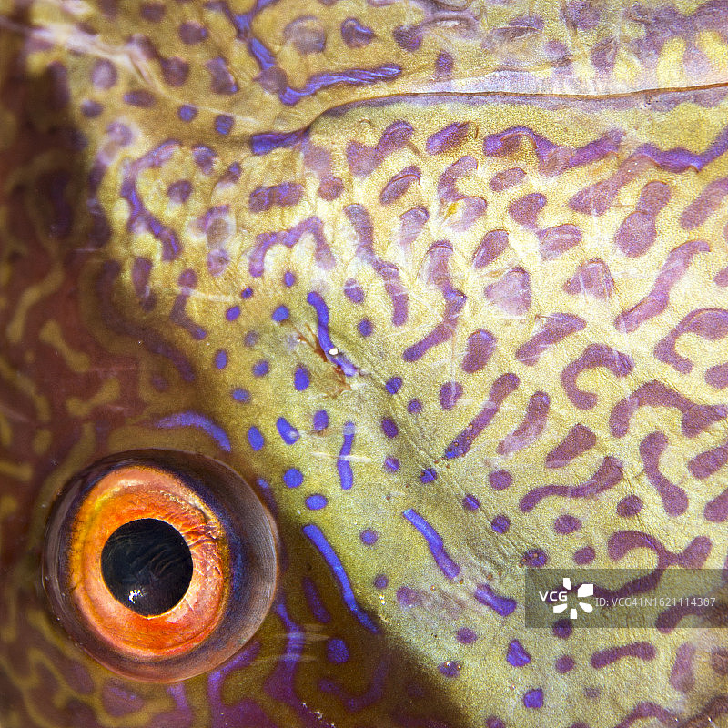 猪鱼的眼睛图片素材