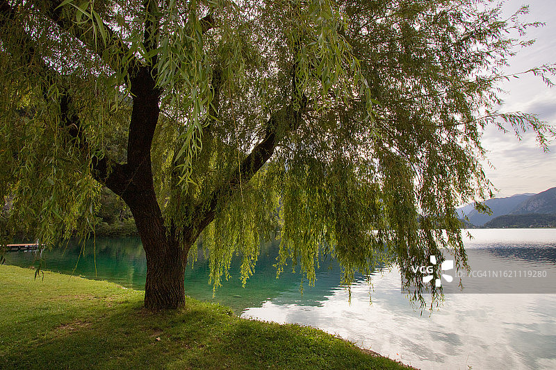 莱德罗湖畔的垂柳，莱德罗莫利纳图片素材