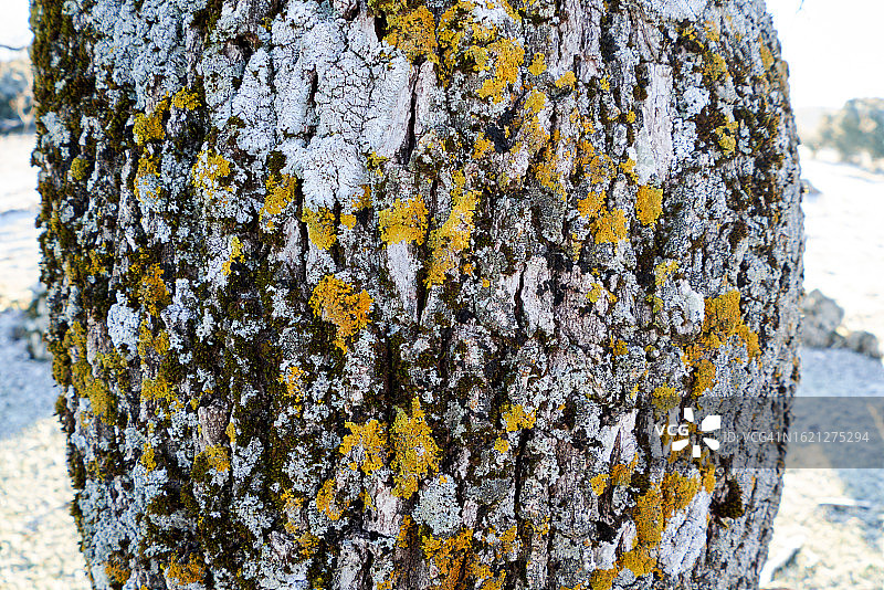 附着苔藓的树皮图片素材