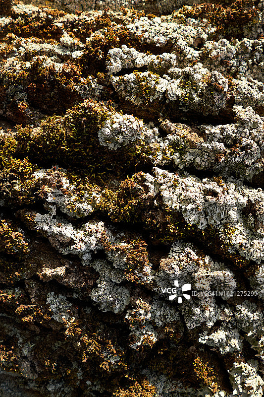 附着苔藓的树皮图片素材