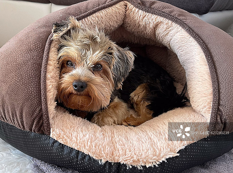 在宠物篮里休息的约克夏梗犬图片素材