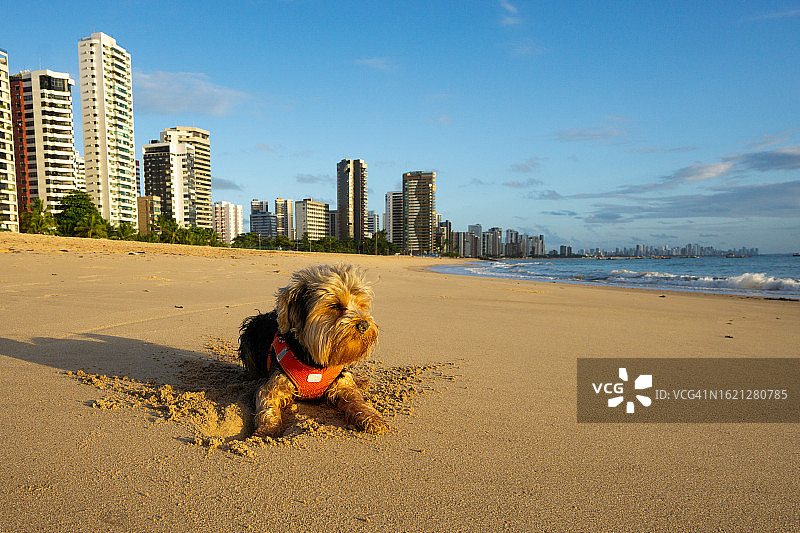巴西海滩上的约克夏梗犬图片素材