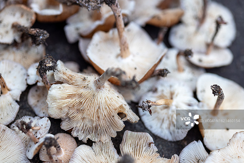 豪华帽子系列底部真菌图片素材