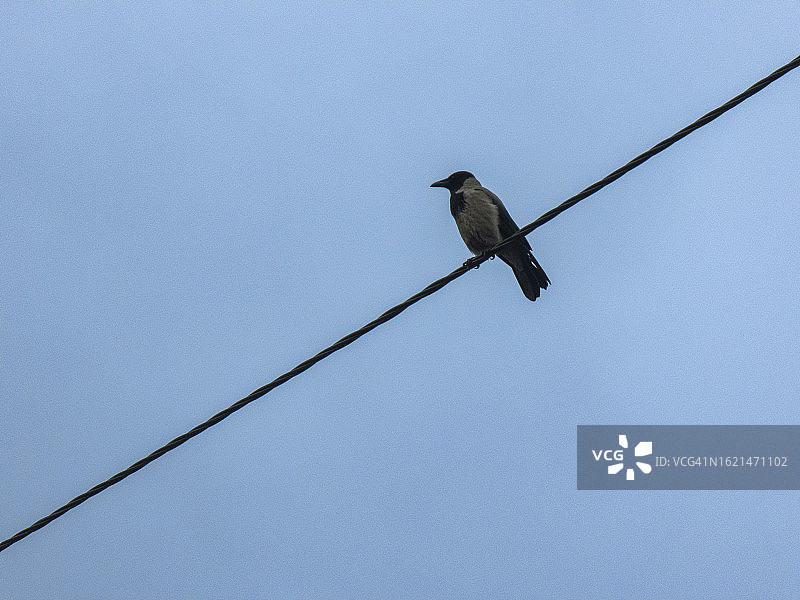 栖息在电线上的单只乌鸦图片素材