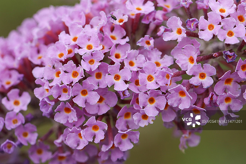 野生中华蝴蝶灌木花图片素材
