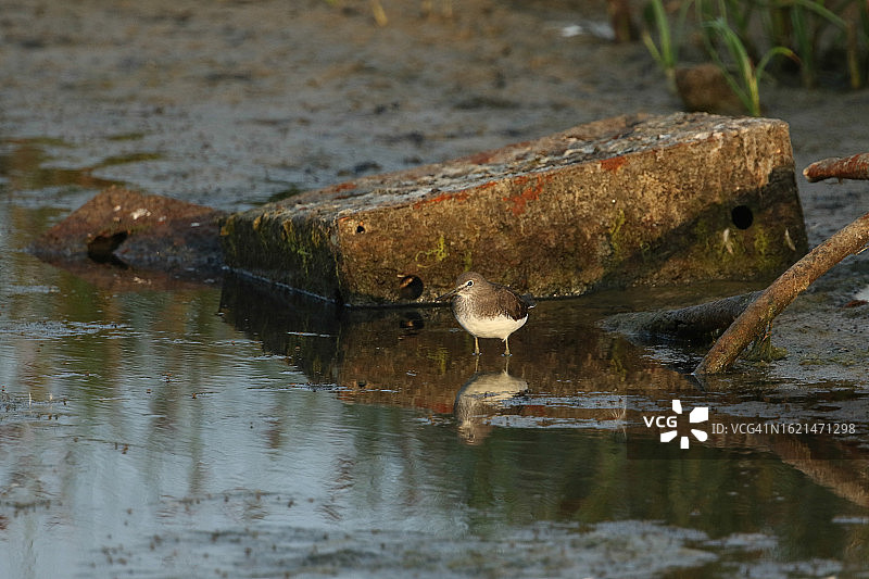淡水湖边泥地觅食的绿鹬图片素材