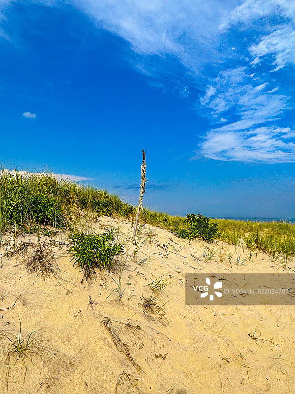 彼得斯塘池海滩的沙丘和装饰木棍，萨加波纳克图片素材