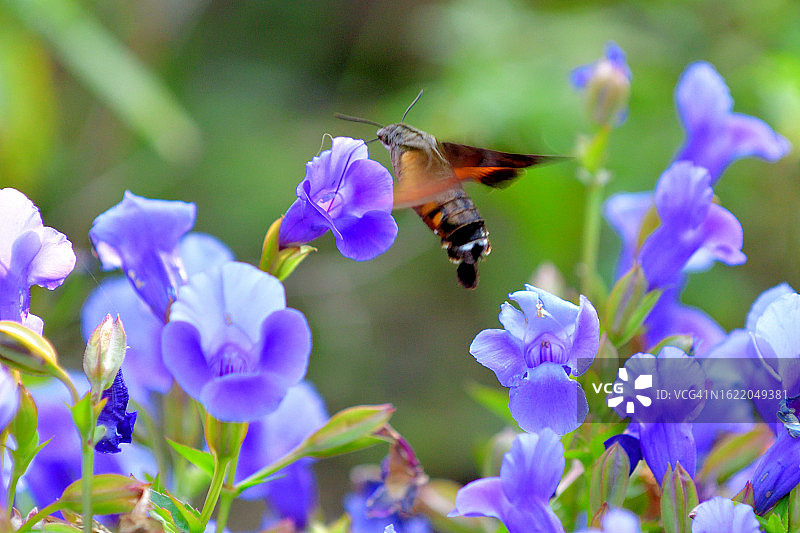 蜂鸟鹰蛾悬停吸食蓝猪耳花蜜图片素材