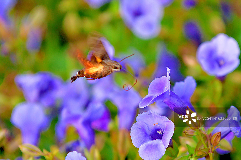 蜂鸟鹰蛾悬停吸食蓝猪耳花蜜图片素材