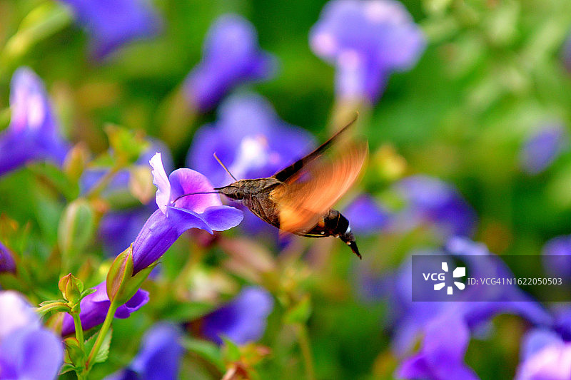 蜂鸟鹰蛾悬停吸食蓝猪耳花蜜图片素材