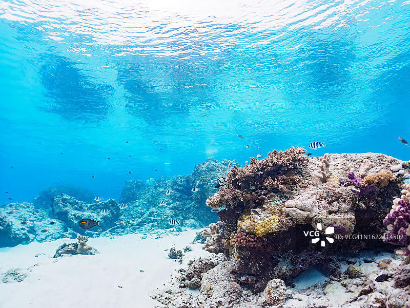 嘉比岛美丽的珊瑚礁，冲绳庆良间群岛，有许多热带鱼群图片素材