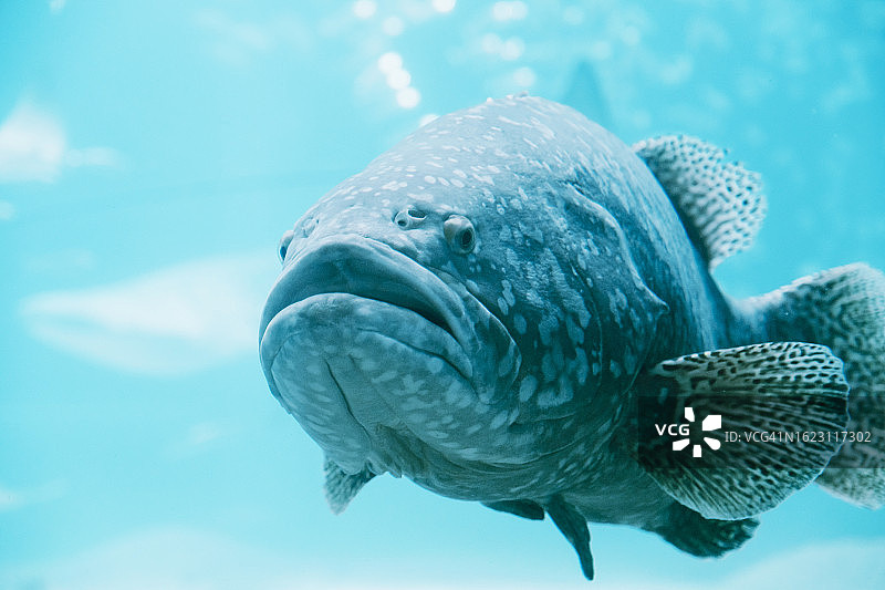 石斑鱼在水下游泳的肖像图片素材