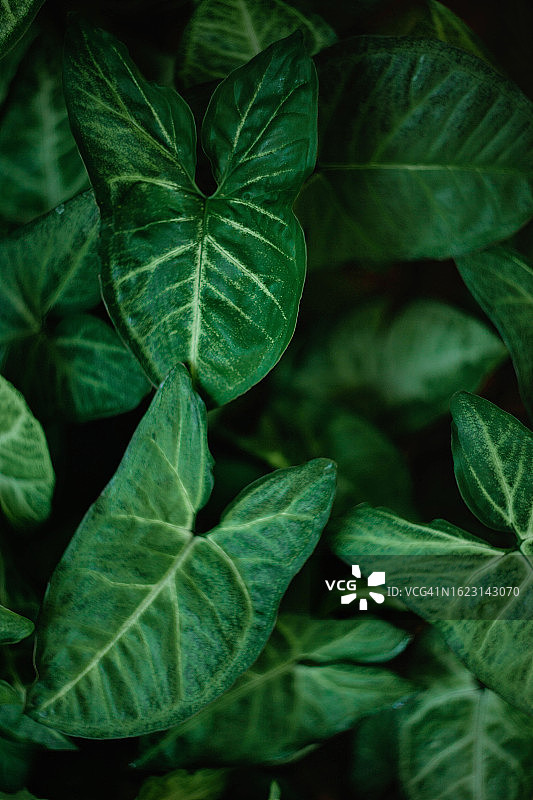 合果芋叶子特写图片素材