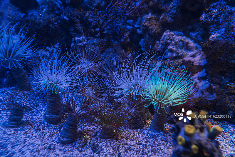 意大利热那亚水族馆的海葵图片素材