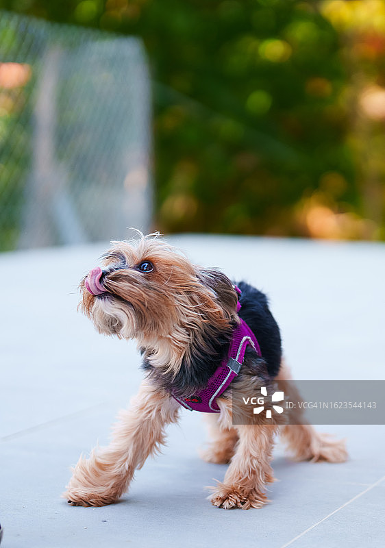 韩国女人和她的约克夏犬图片素材