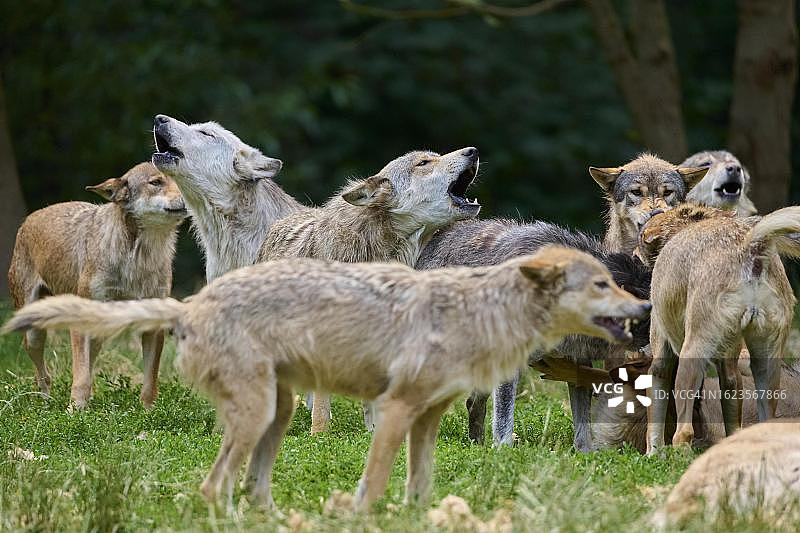 狼群嚎叫（灰狼），圈养，德国图片素材