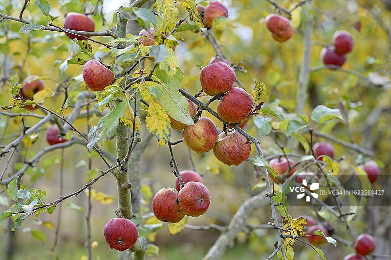 结满红苹果的苹果树枝（苹果属），德国莱茵兰-普法尔茨州摩泽尔图片素材