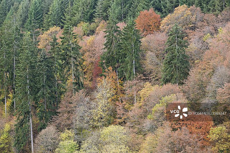 德国秋季云杉落叶混交林图片素材