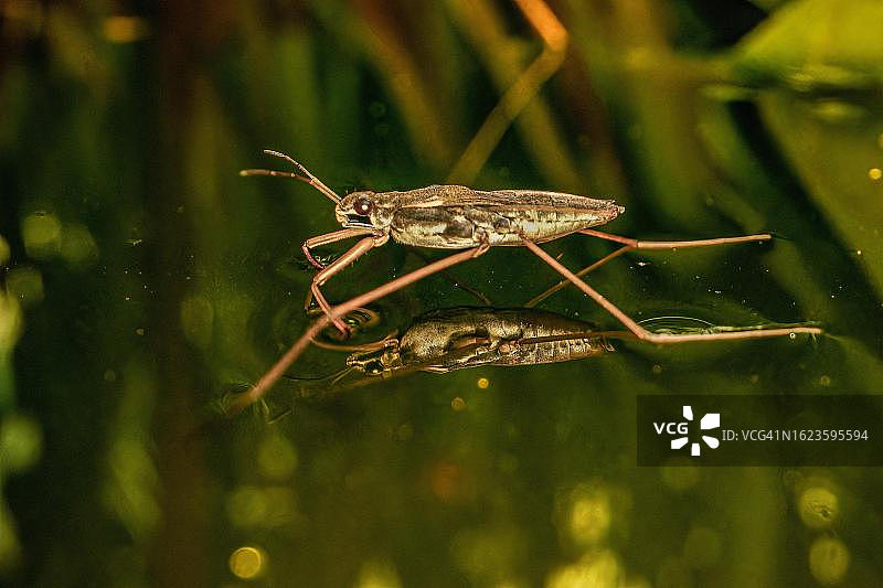 德国北莱茵-威斯特法伦，池塘水面上常见的水黾图片素材