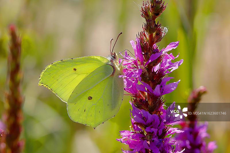 凤蝶在千屈菜上采蜜，德国巴伐利亚弗兰肯湖区贡岑豪森图片素材