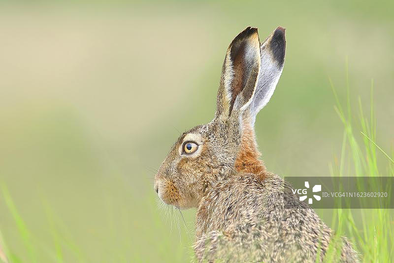 欧洲野兔头部特写，摄于新锡德尔湖国家公园（奥地利布尔根兰）图片素材