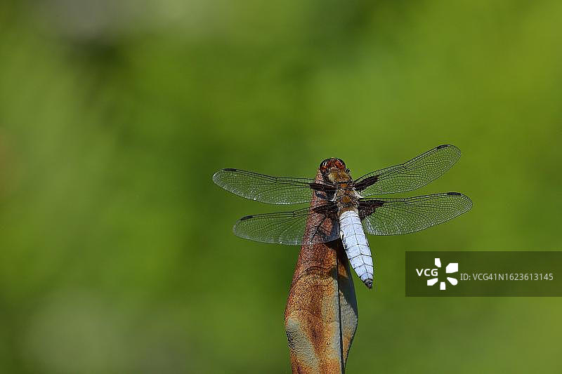 宽体追逐者（Libellula depressa），雄性坐在花园的栅栏顶上，德国北莱茵-威斯特法伦州图片素材