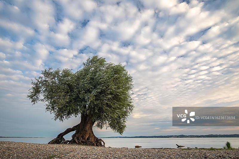 博登湖畔的白柳，位于奥地利福拉尔贝格州布雷根茨图片素材
