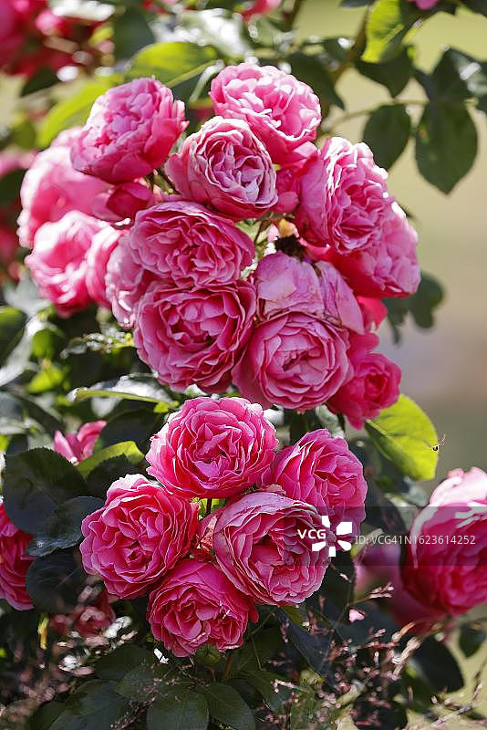 小屋花园中盛开的粉色玫瑰（蔷薇属），石勒苏益格-荷尔斯泰因，德国图片素材