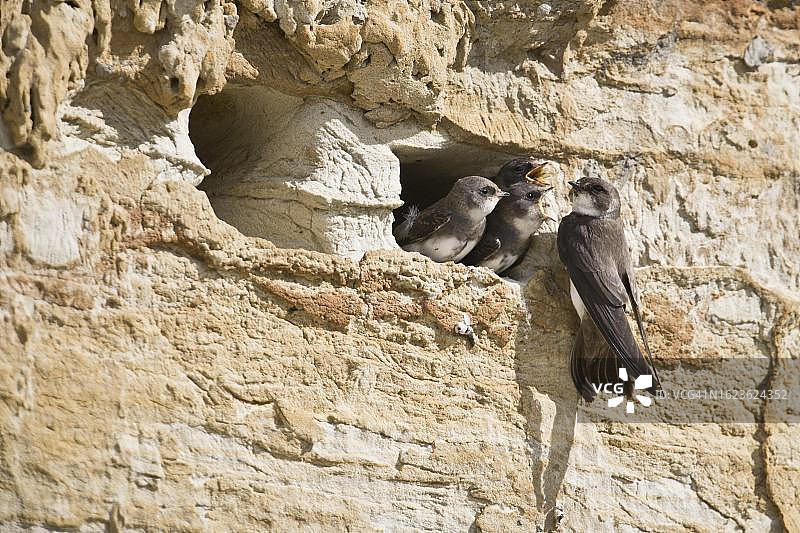 沙燕（Riparia riparia），德国下萨克森州埃姆斯兰图片素材