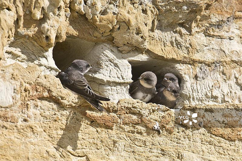 沙燕（Riparia riparia），德国下萨克森州埃姆斯兰图片素材