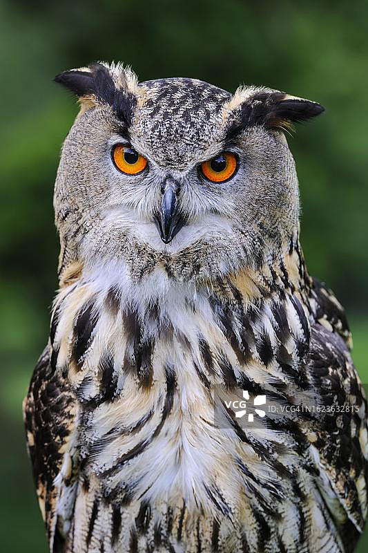欧亚雕鸮肖像，德国图片素材