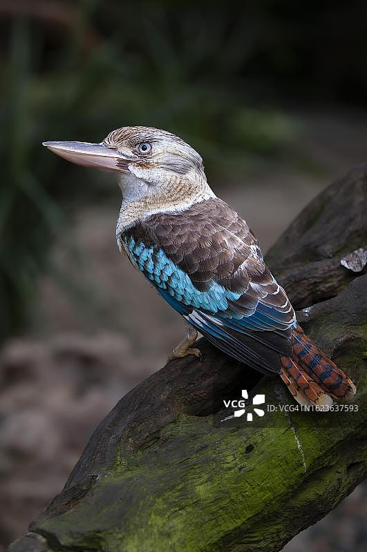 蓝翅笑翠鸟（Dacelo leachii），笑翠鸟汉斯，昆士兰图片素材