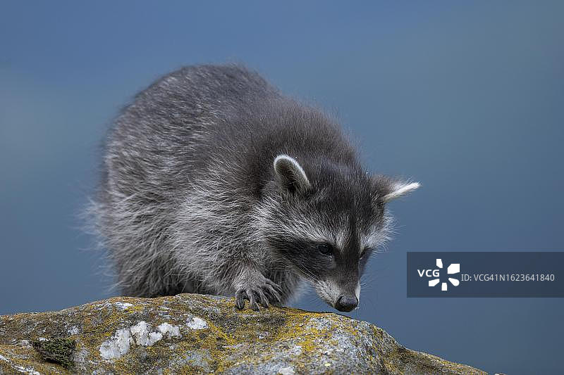 小浣熊在花丛中嗅着，奥地利图片素材