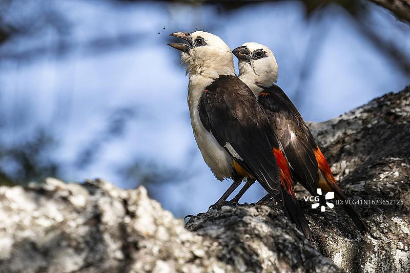 两只白头织雀，坦桑尼亚塔兰吉雷国家公园图片素材