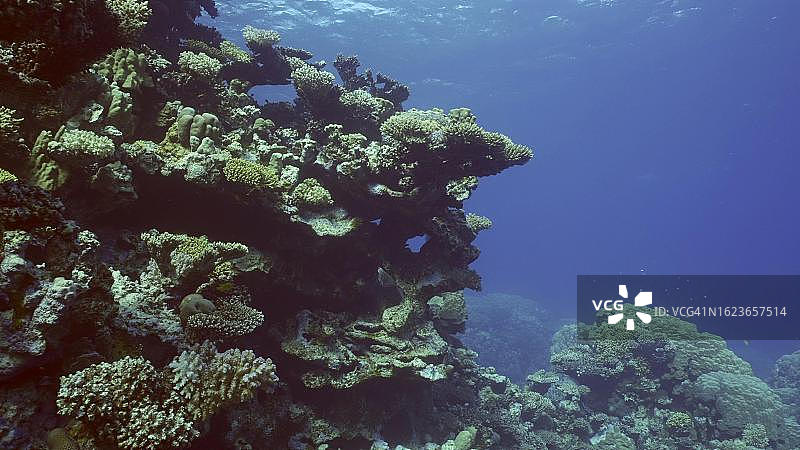 美丽的珊瑚礁，蓝色深海中色彩斑斓的鱼儿在珊瑚礁周围游动，红海，埃及萨法加图片素材