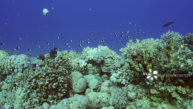 美丽的珊瑚礁，蓝色深海中色彩斑斓的鱼儿在珊瑚礁周围游动，红海，埃及萨法加图片素材
