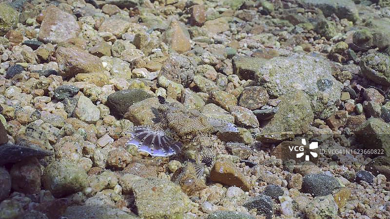 海蛾鱼图片素材