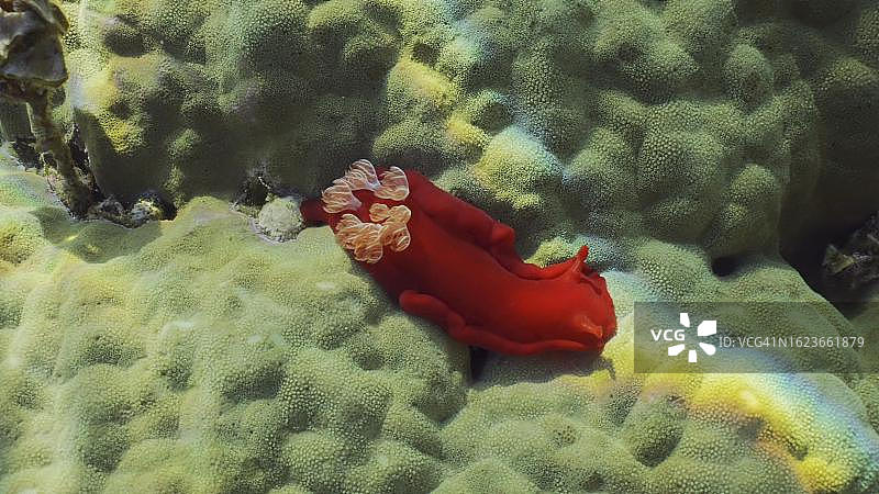 白天阳光下，鲜红色的海蛞蝓在珊瑚礁上爬行。西班牙舞者（血色六鳃海麒麟）裸鳃亚目动物在明媚的阳光下爬行在坚硬的珊瑚上，近距离拍摄，红海，埃及图片素材