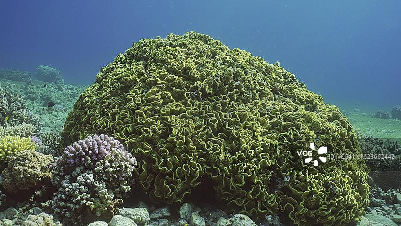 阳光明媚的红海海底的珊瑚或卷曲涡形珊瑚图片素材